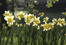 Find påsken på DR – TV 2 har glemt det